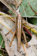 Stethophyma lineatum