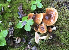 Cortinarius