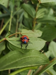 Poecilocoris latus