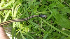 Xenochrophis vittatus