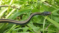Xenochrophis vittatus
