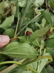 Poecilocoris latus