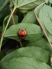 Poecilocoris latus