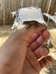 Sceloporus occidentalis