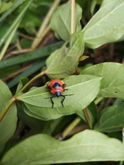 Poecilocoris latus