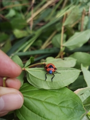 Poecilocoris latus