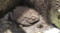 Duttaphrynus melanostictus