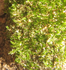 Sematophyllum