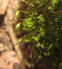 Sematophyllum