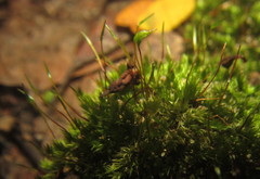 Sematophyllum