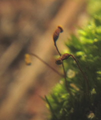 Sematophyllum