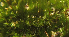 Sematophyllum