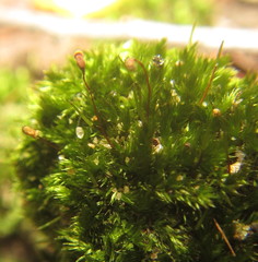 Sematophyllum