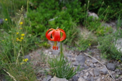 Lilium pomponium