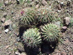 Ferocactus recurvus recurvus