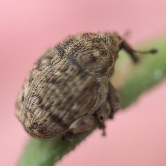 Acanthoscelidius acephalus