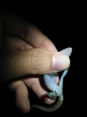 Cyrtodactylus marmoratus