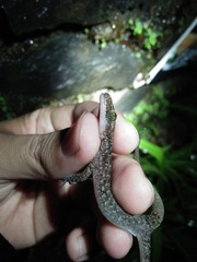Cyrtodactylus marmoratus