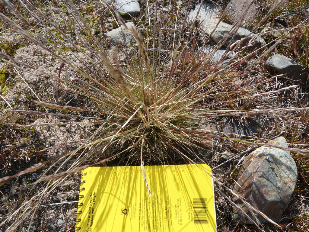 Dwarf hair-grass