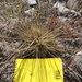 Dwarf Hair-Grass - Photo (c) Kelvin Floyd, some rights reserved (CC BY-NC), uploaded by Kelvin Floyd