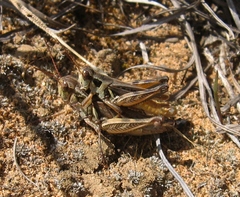 Melanoplus confusus