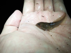 Leptobrachium hasseltii