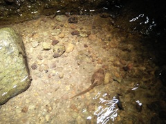 Leptobrachium hasseltii