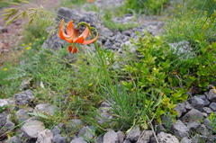 Lilium pomponium