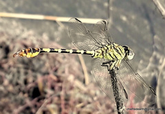 Paragomphus lineatus