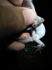 Cyrtodactylus