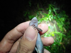 Cyrtodactylus