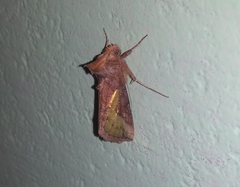 Thysanoplusia orichalcea