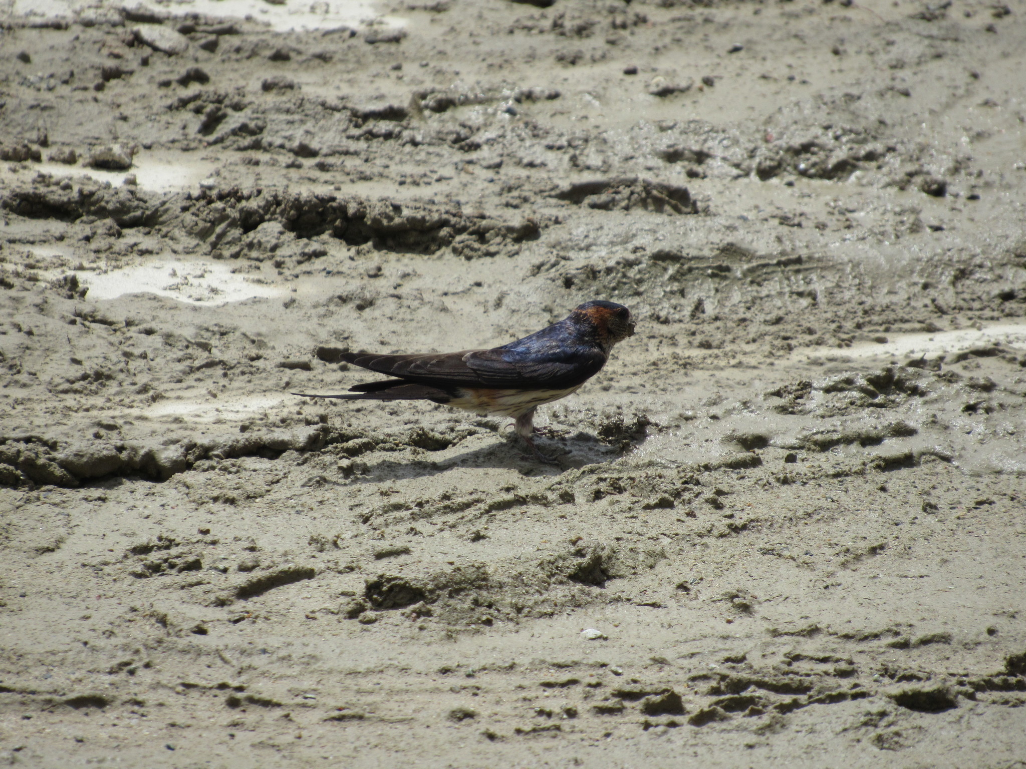 Eastern Red-rumped Swallow