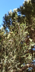 Melaleuca halmaturorum