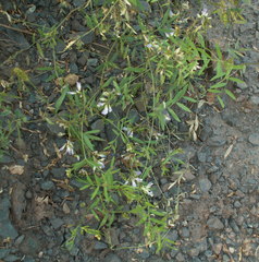 Vicia biennis