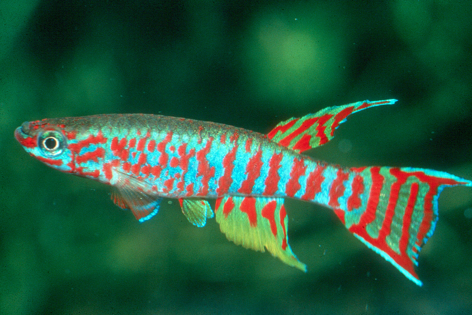 Aphyosemion bualanum