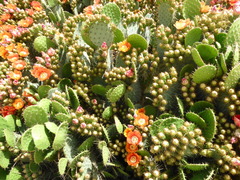 Opuntia maxima