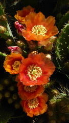 Opuntia maxima