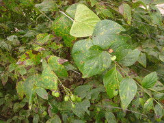 Nyctanthes arbor-tristis