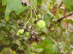 Nyctanthes arbor-tristis