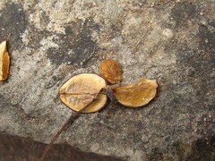 Nyctanthes arbor-tristis