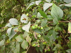Nyctanthes arbor-tristis
