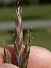Bromus lithobius
