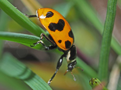 Hippodamia septemmaculata