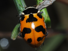 Hippodamia septemmaculata