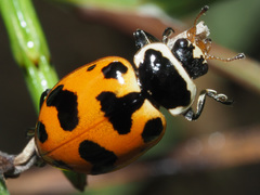 Hippodamia septemmaculata