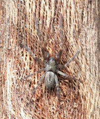 Phryganoporus candidus