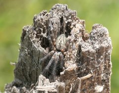 Phryganoporus candidus