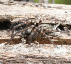 Phryganoporus candidus