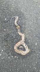 Oligodon bitorquatus